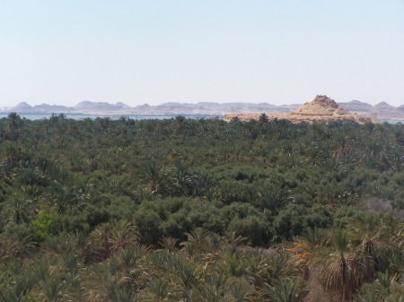 vue sur la palmeraie